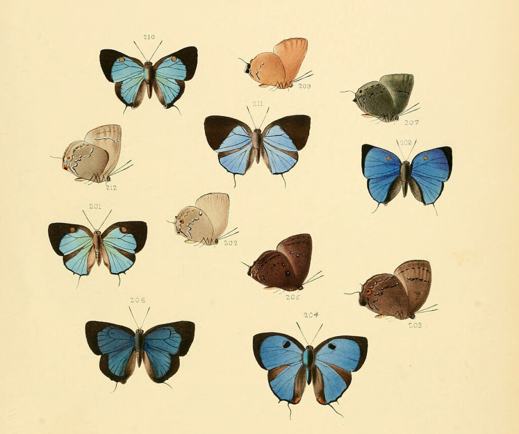 Olynthus butterflies