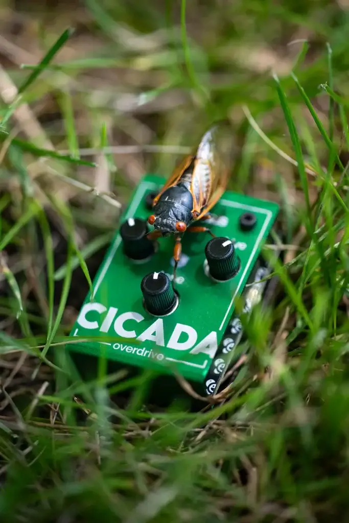 cicada_withcicada01.webp