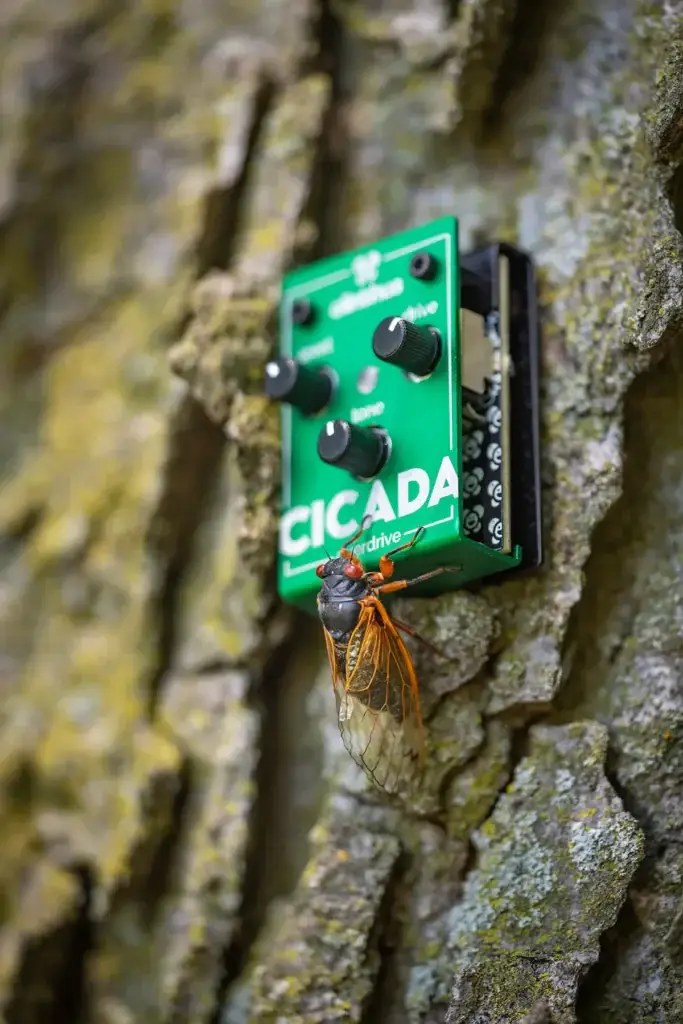 cicada_withcicada02.webp