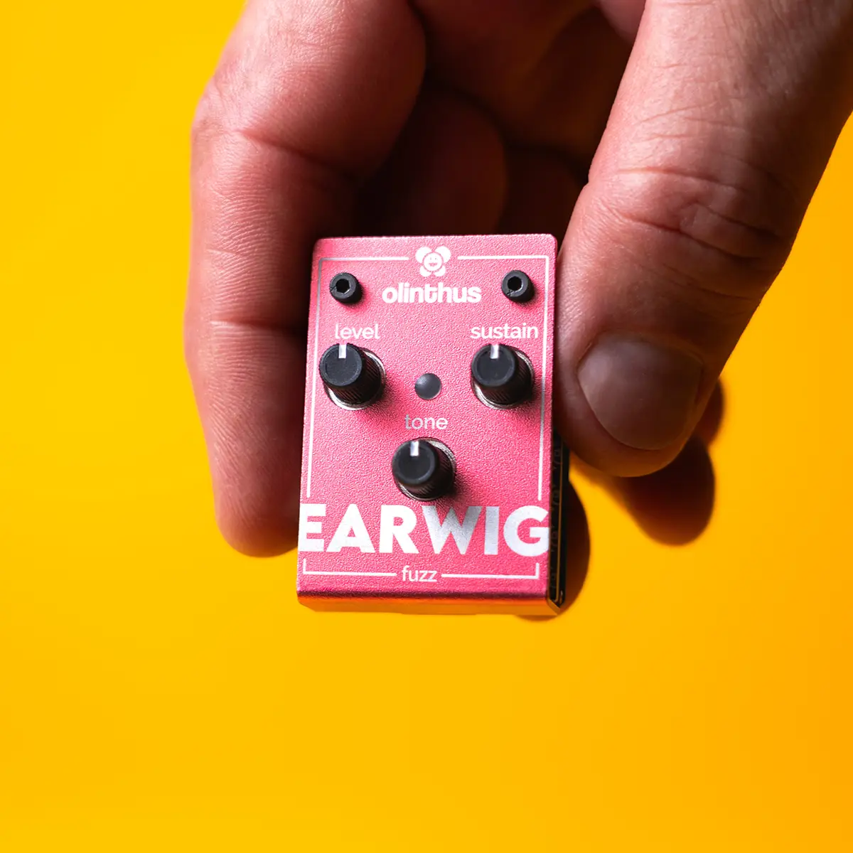 Earwig Fuzz is tiny